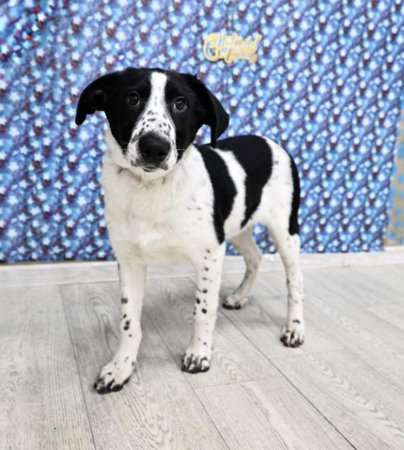 Молли Щенятник